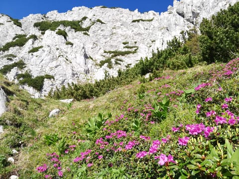 Day Hike PRIVATE - Piatra Craiului National Park