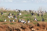 Reykjavík Premium Puffin Tour 8