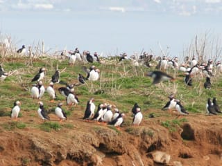 Reykjavík Premium Puffin Watching, photo 9