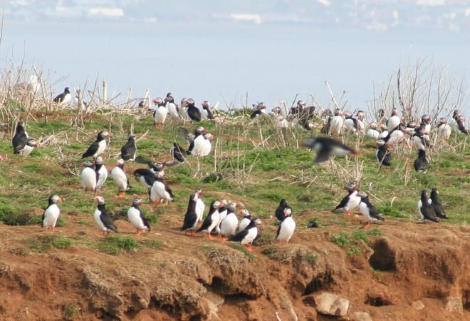 Reykjavík Premium Puffin Watching 8