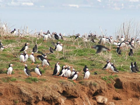 Reykjavík Premium Puffin Watching, photo 9