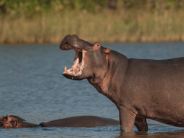 3-Day Safari Adventure in Anantya Serengeti, Tanzania