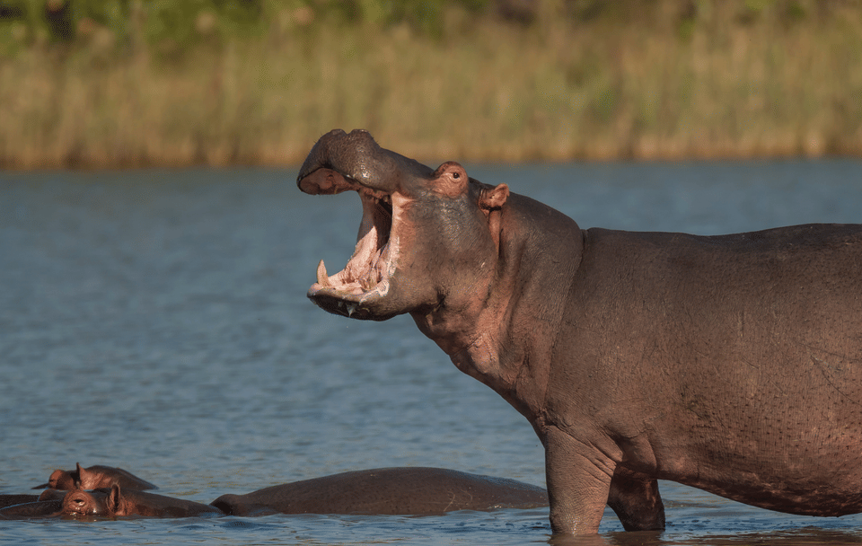 3-Day Safari Adventure in Anantya Serengeti, Tanzania