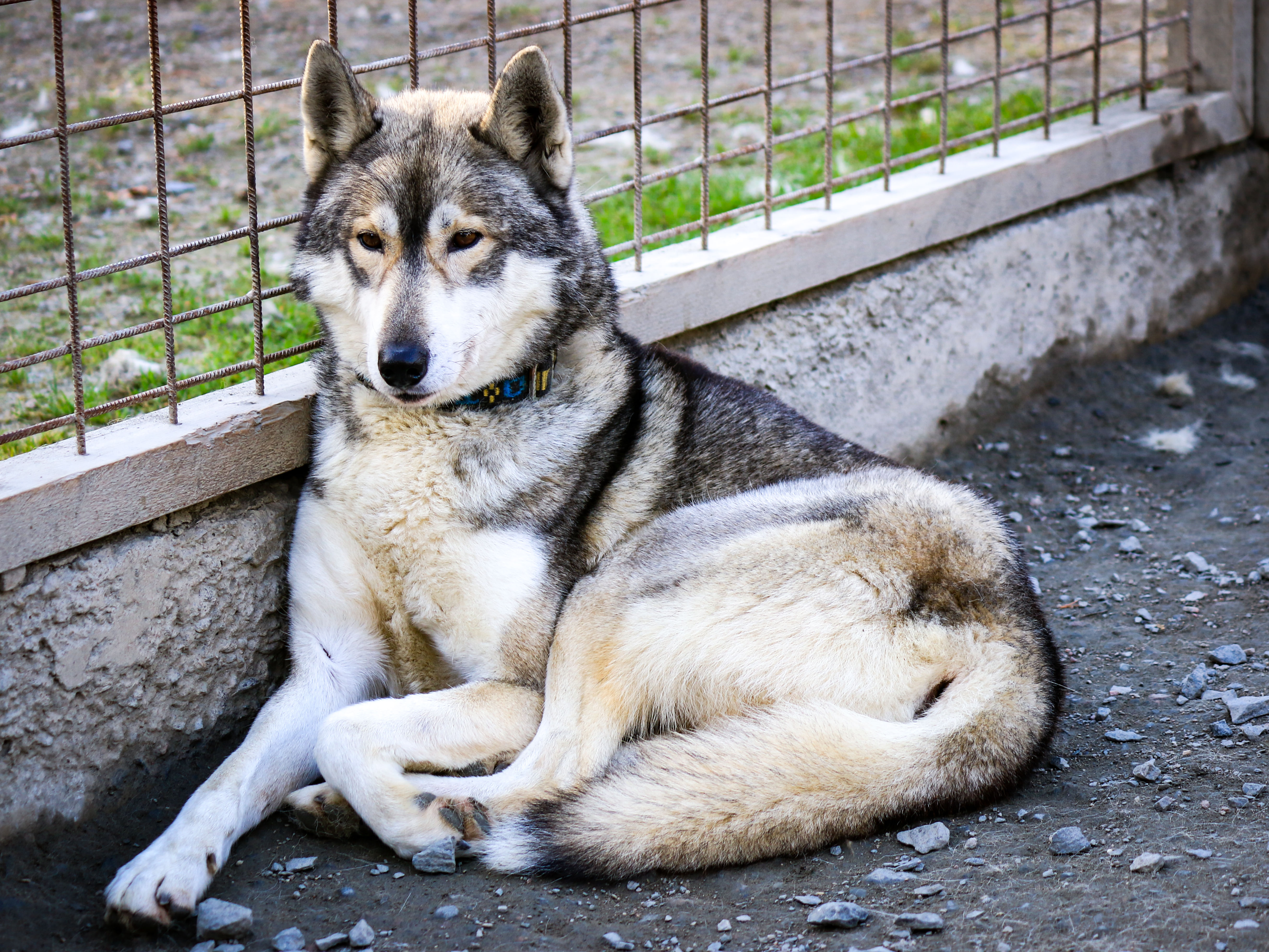Husky Farm Visit in Rovaniemi