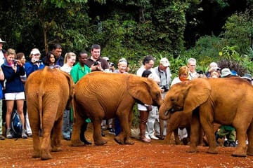 Nairobi National Park and Giraffe Center Day Tour