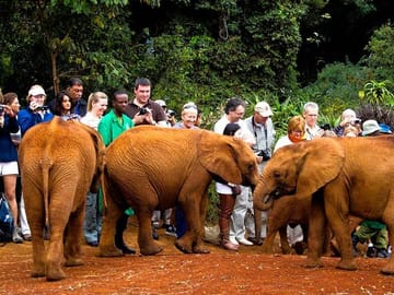 Baby Elephant at David Sheldrick Elephant Orphanage