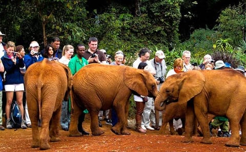 Nairobi National Park and Giraffe Center Day Tour