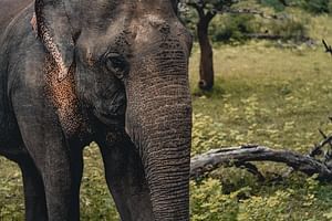 Wildlife of Sri Lanka (10 Days)