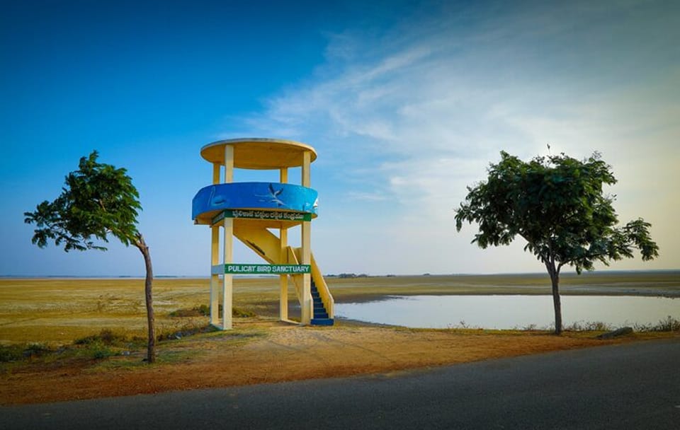 Chennai to Pulicat Bird Sanctuary Day Tour with Boat Ride