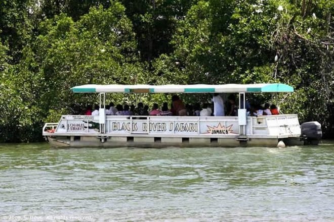 Black River Safari Boat Tour