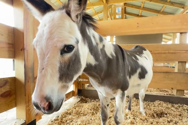 Visit to a local Ranch Plantation with Monkeys Horseback & Buggy 4