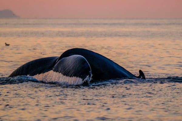 Premium Whales & Midnight Sun