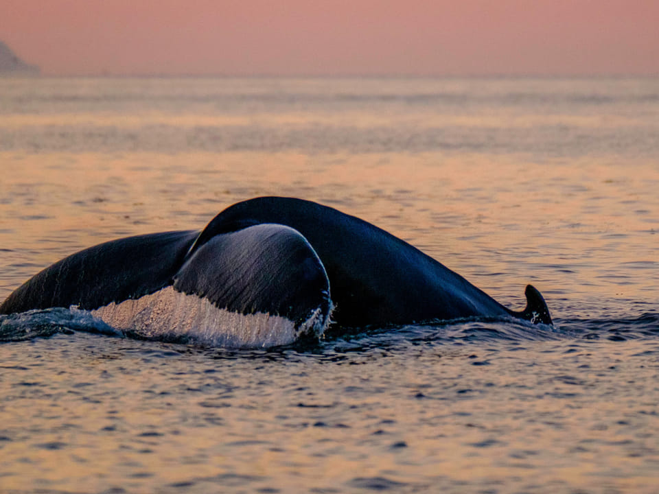 Premium Whales & Midnight Sun — Whale Safari