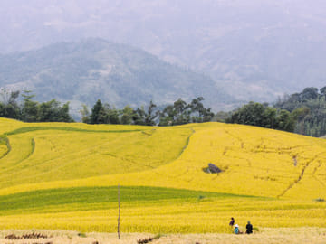 Trekking the Terraced Fields of Hoang Su Phi, Vietnam - 4 Days