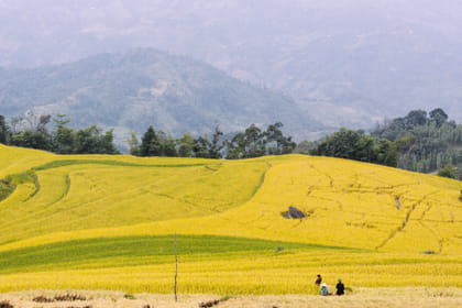 Hoang Su Phi terraced fields trekking 4 days 3 nights
