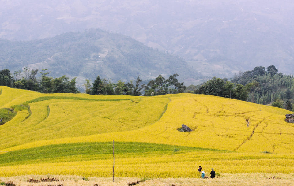 Trekking the Terraced Fields of Hoang Su Phi, Vietnam - 4 Days