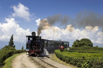 Darjeeling Tea Estate Experience and Cultural Tour