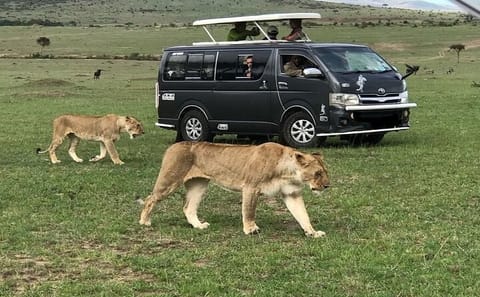 Nairobi National Park and Wildlife Experience Tour