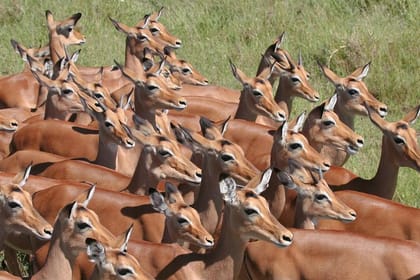 Tanzania Family Adventure Safari