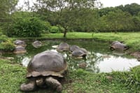 Giant Turtles