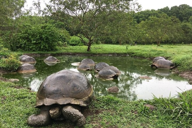 Giant Turtles
