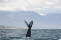 Akureyri Express Whales & Eyjafjord 10
