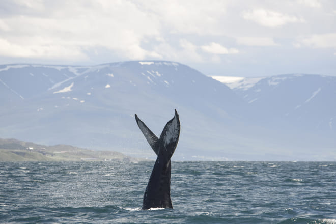 Akureyri Express Whales & Eyjafjord 10