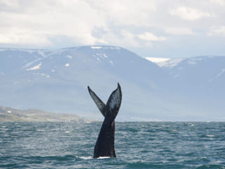 Akureyri Express Whales & Eyjafjord, photo 10