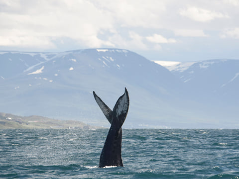Akureyri Express Whales & Eyjafjord, photo 10