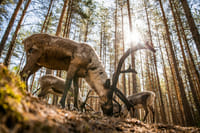 Unique chance to feed the reindeer in the middle of forest