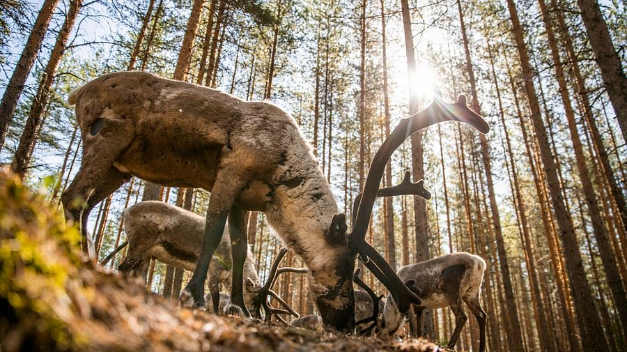 Unique chance to feed the reindeer in the middle of forest