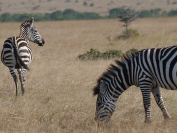 4-Day Masai Mara – Luxury Private safari (JEEP)