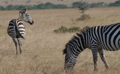 4-Day Luxury Safari in Masai Mara for Great Migration