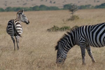 4-Day Luxury Safari in Masai Mara for Great Migration
