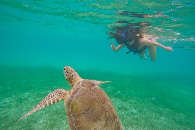 Santuario de tortugas Akumal Snorkel Experiencia marina