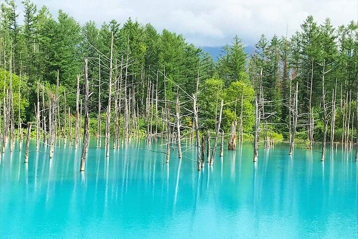 Hokkaido: Biei Blue Pond and Furano Flower Farm Day Trip