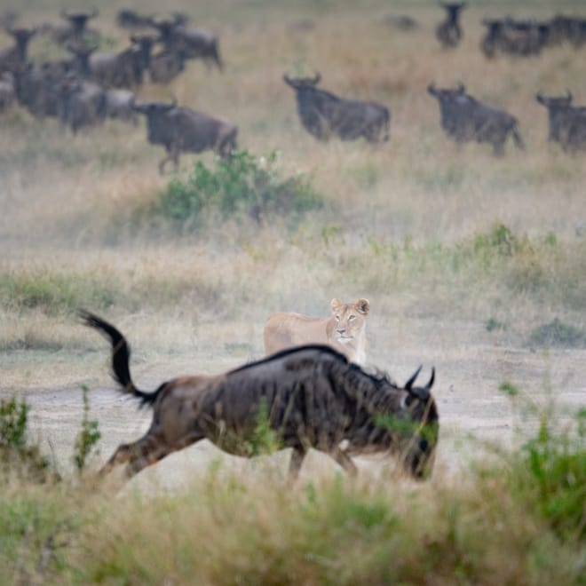 12-Days East Africa Experience: Uganda, Kenya & Tanzania photo 6