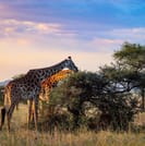 From Arusha: Day Trip to Lake Manyara National Park 6