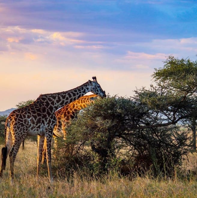 From Arusha: Day Trip to Lake Manyara National Park 6
