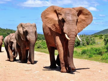 Big 5 Safari with Snacks and Wine Tasting in Cape Town