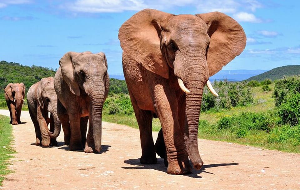 Big 5 Safari with Snacks and Wine Tasting in Cape Town
