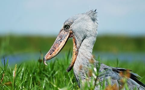 Birdwatching Tour to See Shoebill Stork in Kampala, Uganda