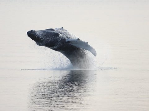 Akureyri Classic Whale Watching, photo 20