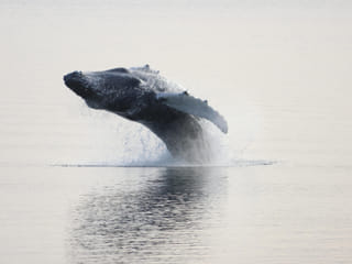 Akureyri Classic Whale Watching, photo 20