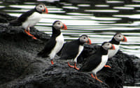 Whales & Puffins 5