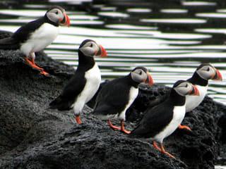 Whales & Puffins, photo 6