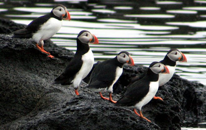 Whales & Puffins photo 5