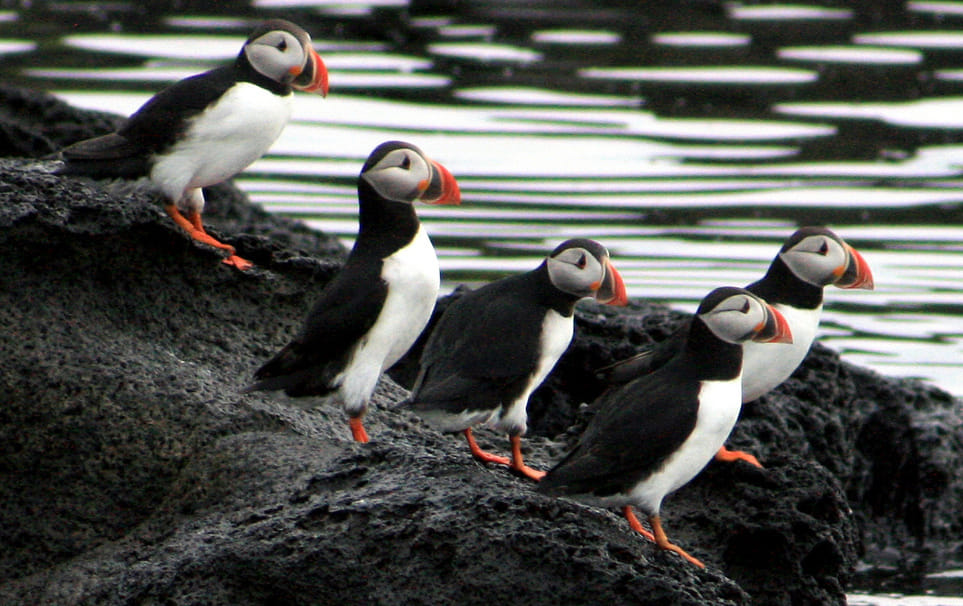 Whales & Puffins 5