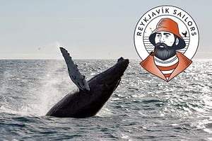 Whale Watching tour from Reykjavik