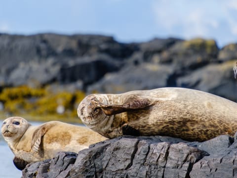 Snæfellsnes Peninsula, Kirkjufell & Saxhóll Crater Day Tour, photo 4